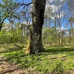 Siedlisko Mokra - Lesniczowka Pod Jaworem Holiday home Daninow